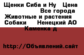 Щенки Сиба и Ну › Цена ­ 35000-85000 - Все города Животные и растения » Собаки   . Ненецкий АО,Каменка д.